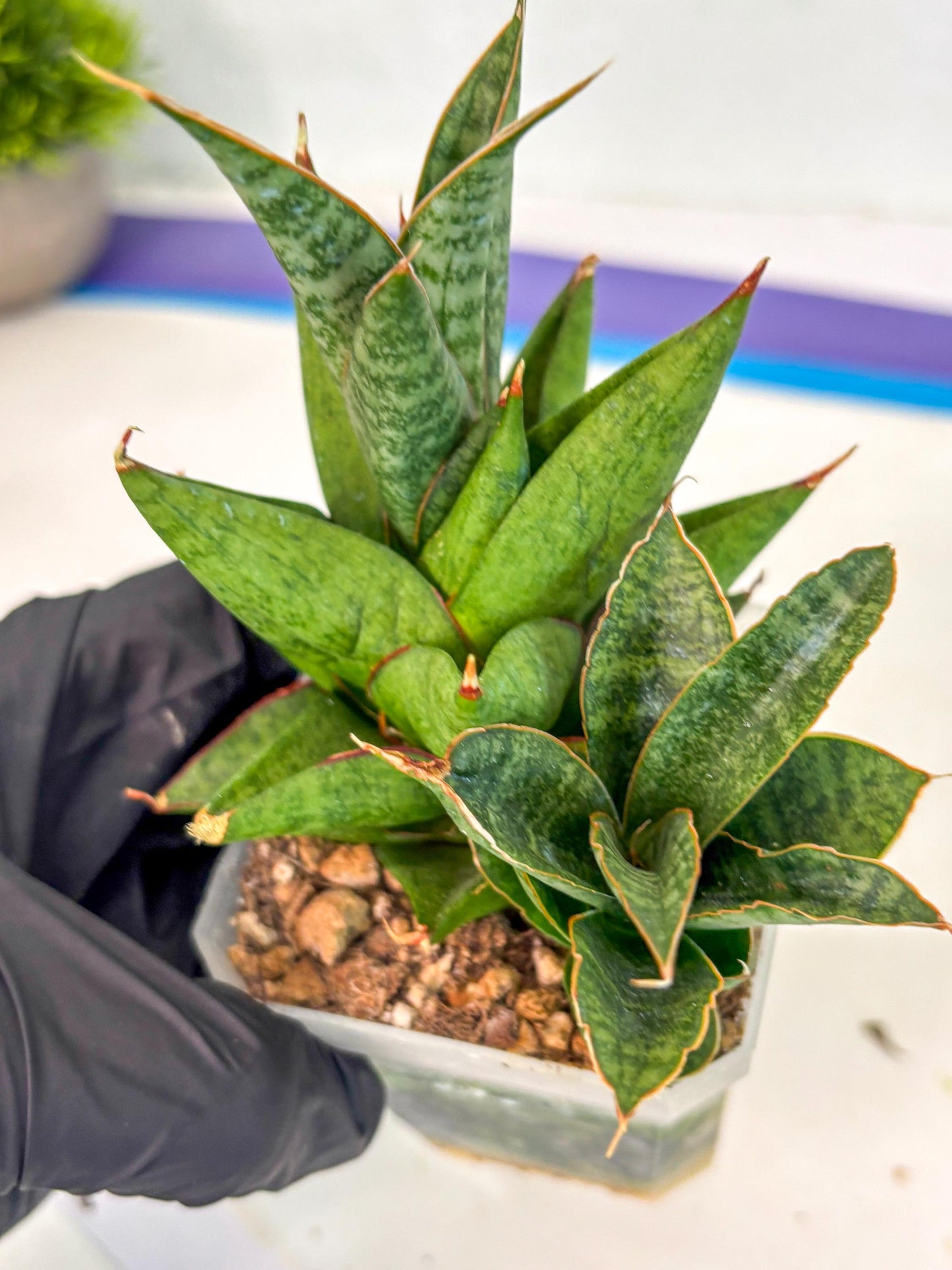 Sansevieria Snow Lotus (ca1) (14) | Rare Snake Plant