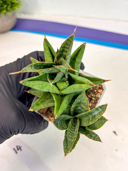 Sansevieria Snow Lotus (ca1) (14) | Rare Snake Plant