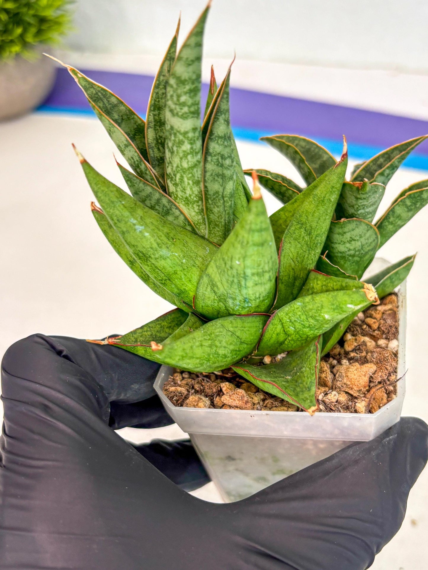 Sansevieria Snow Lotus (ca1) (14) | Rare Snake Plant