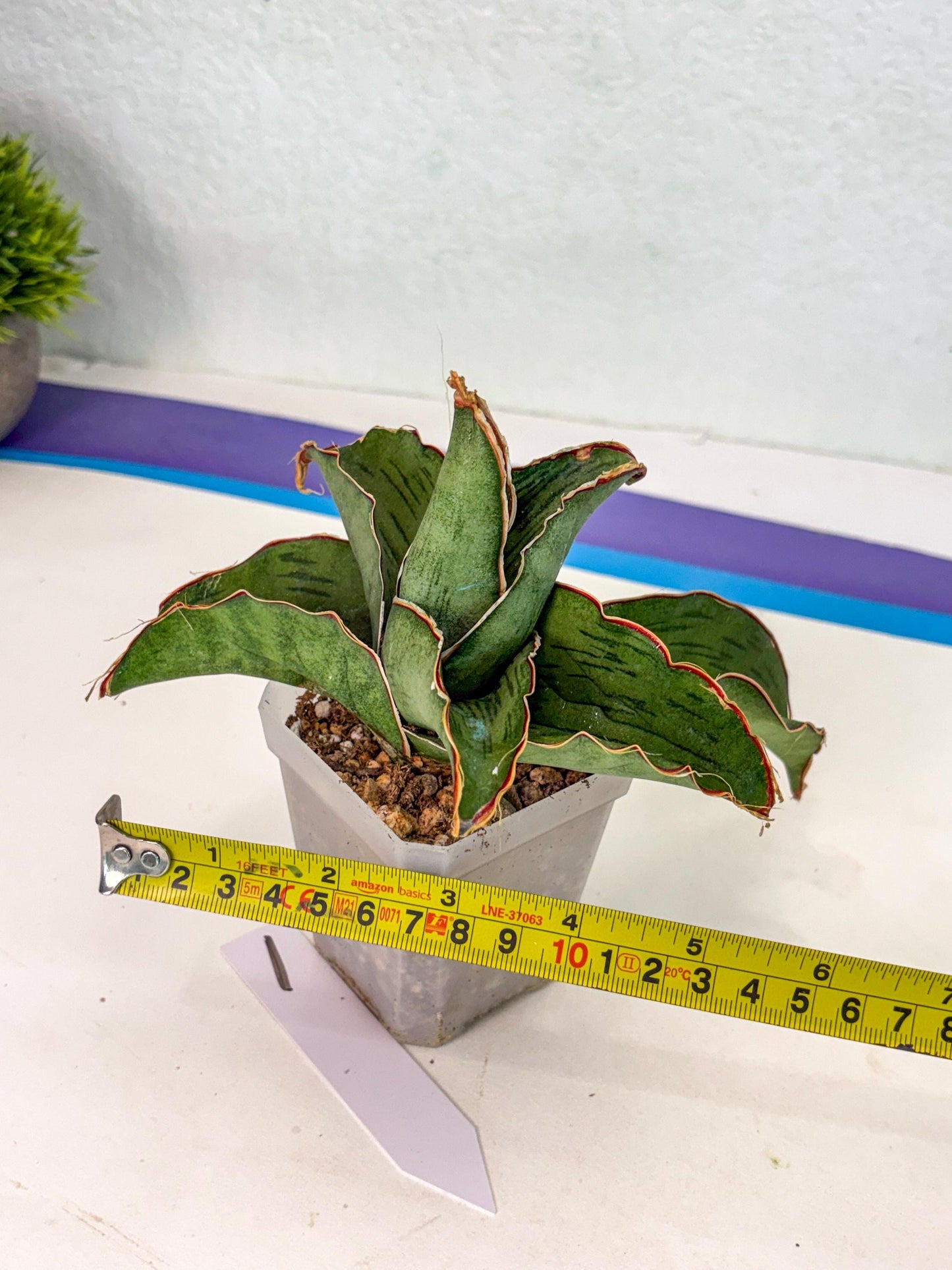 Sansevieria As Silk (ca2) (1) | Rare House Plant