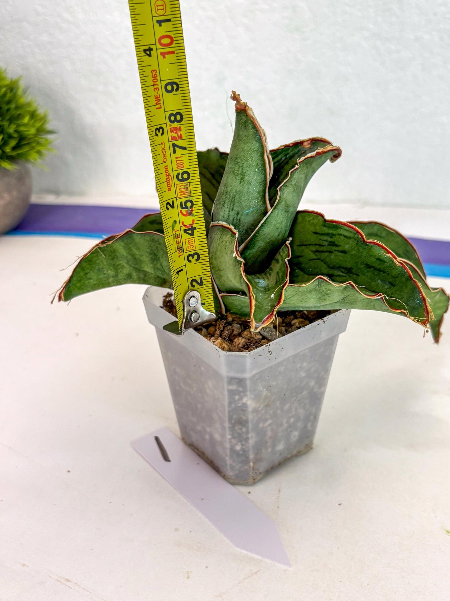 Sansevieria As Silk (ca2) (1) | Rare House Plant