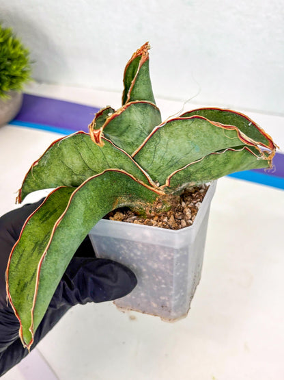 Sansevieria As Silk (ca2) (1) | Rare House Plant
