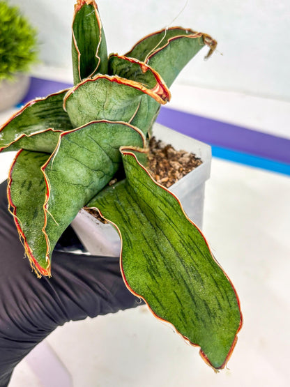 Sansevieria As Silk (ca2) (1) | Rare House Plant