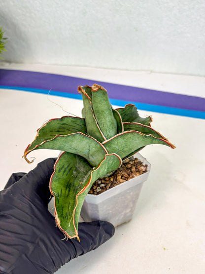 Sansevieria As Silk (ca2) (1) | Rare House Plant