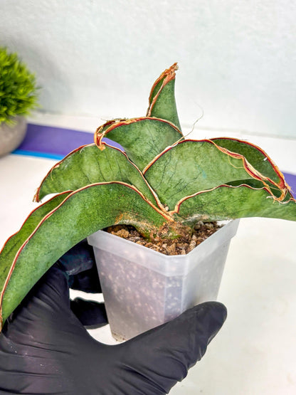 Sansevieria As Silk (ca2) (1) | Rare House Plant