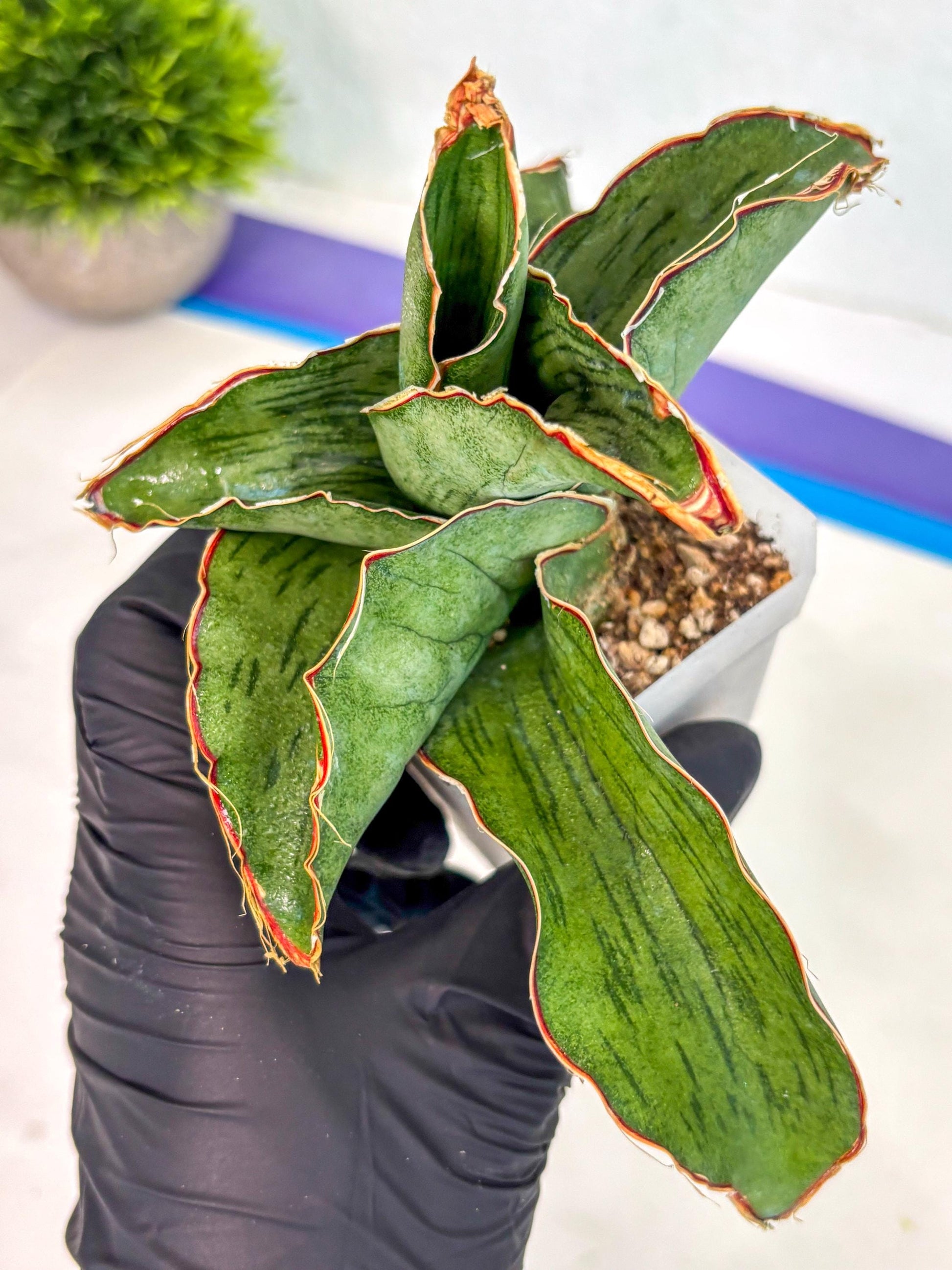 Sansevieria As Silk (ca2) (1) | Rare House Plant