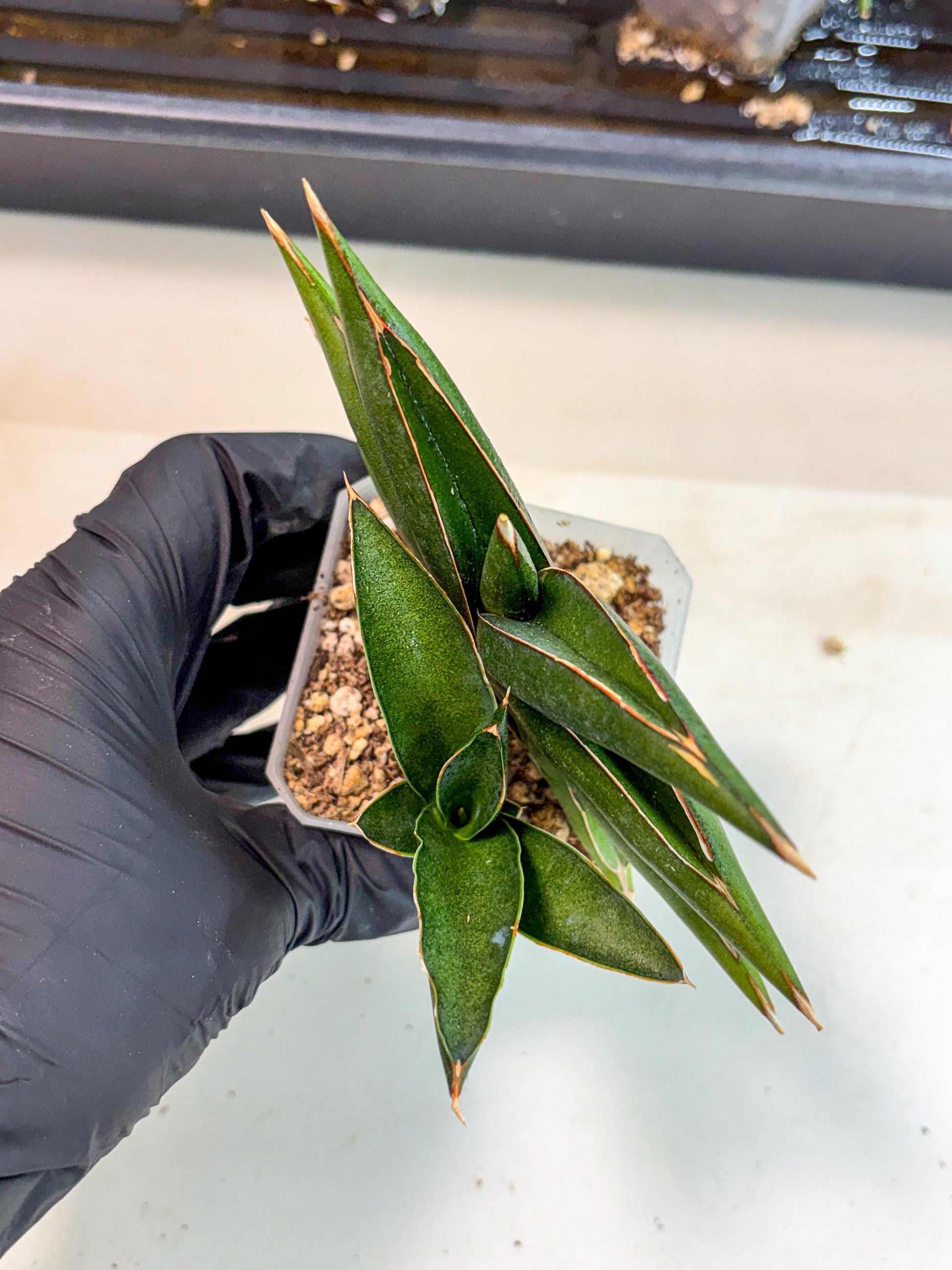 Sansevieria Sawasdee (ca2) (3) | Rare Snake Plant