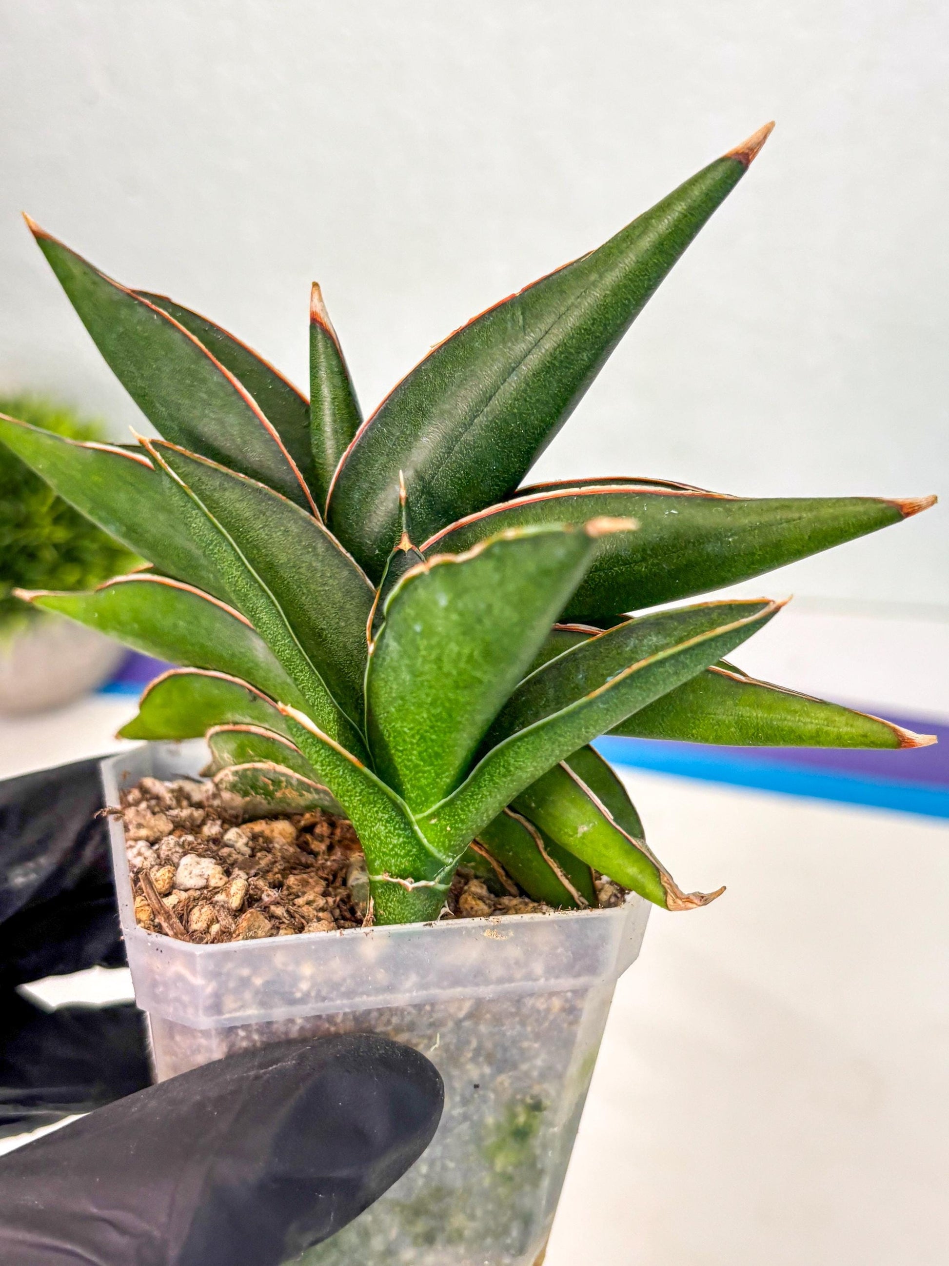 Sansevieria Sawasdee (ca2) (3) | Rare Snake Plant