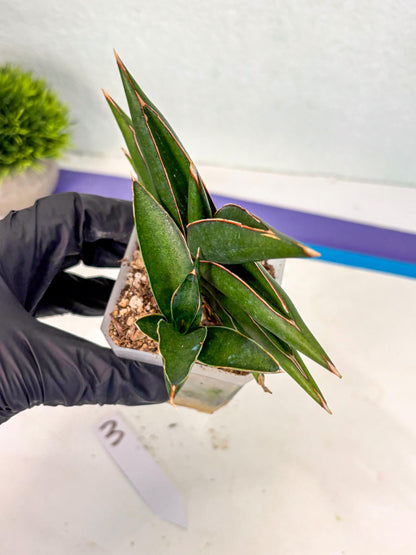 Sansevieria Sawasdee (ca2) (3) | Rare Snake Plant