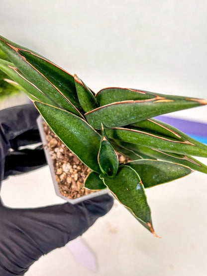 Sansevieria Sawasdee (ca2) (3) | Rare Snake Plant