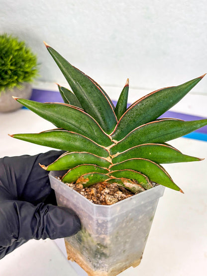 Sansevieria Sawasdee (ca2) (3) | Rare Snake Plant