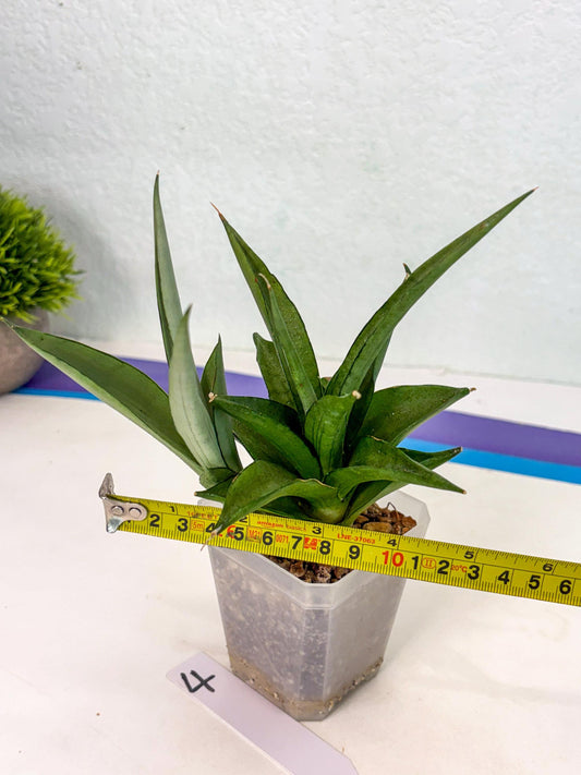 Sansevieria Manee Thewee (ca2) (4) | Rare Snake Plant