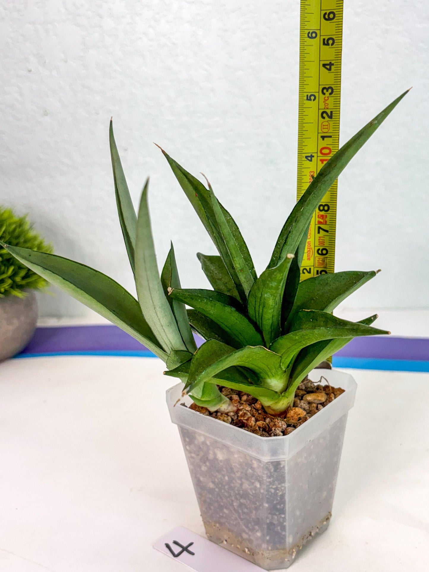 Sansevieria Manee Thewee (ca2) (4) | Rare Snake Plant