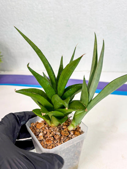 Sansevieria Manee Thewee (ca2) (4) | Rare Snake Plant