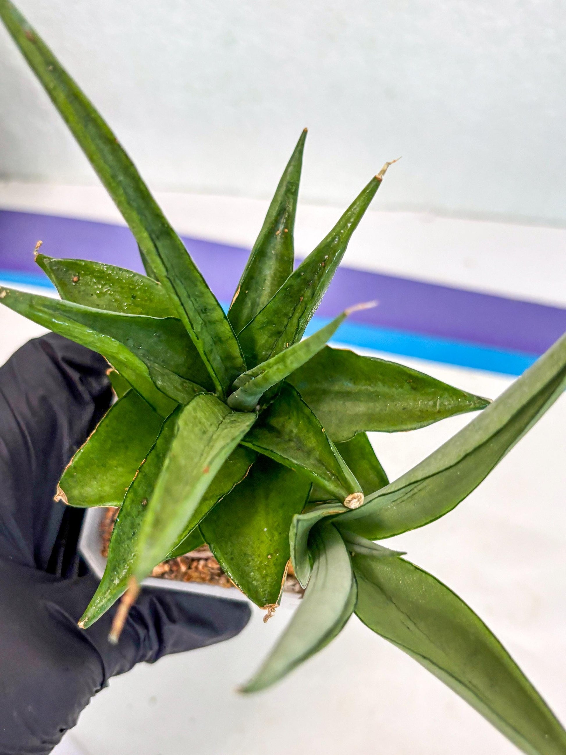 Sansevieria Manee Thewee (ca2) (4) | Rare Snake Plant