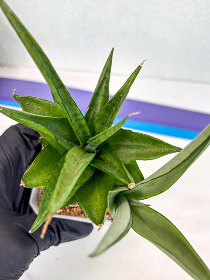 Sansevieria Manee Thewee (ca2) (4) | Rare Snake Plant