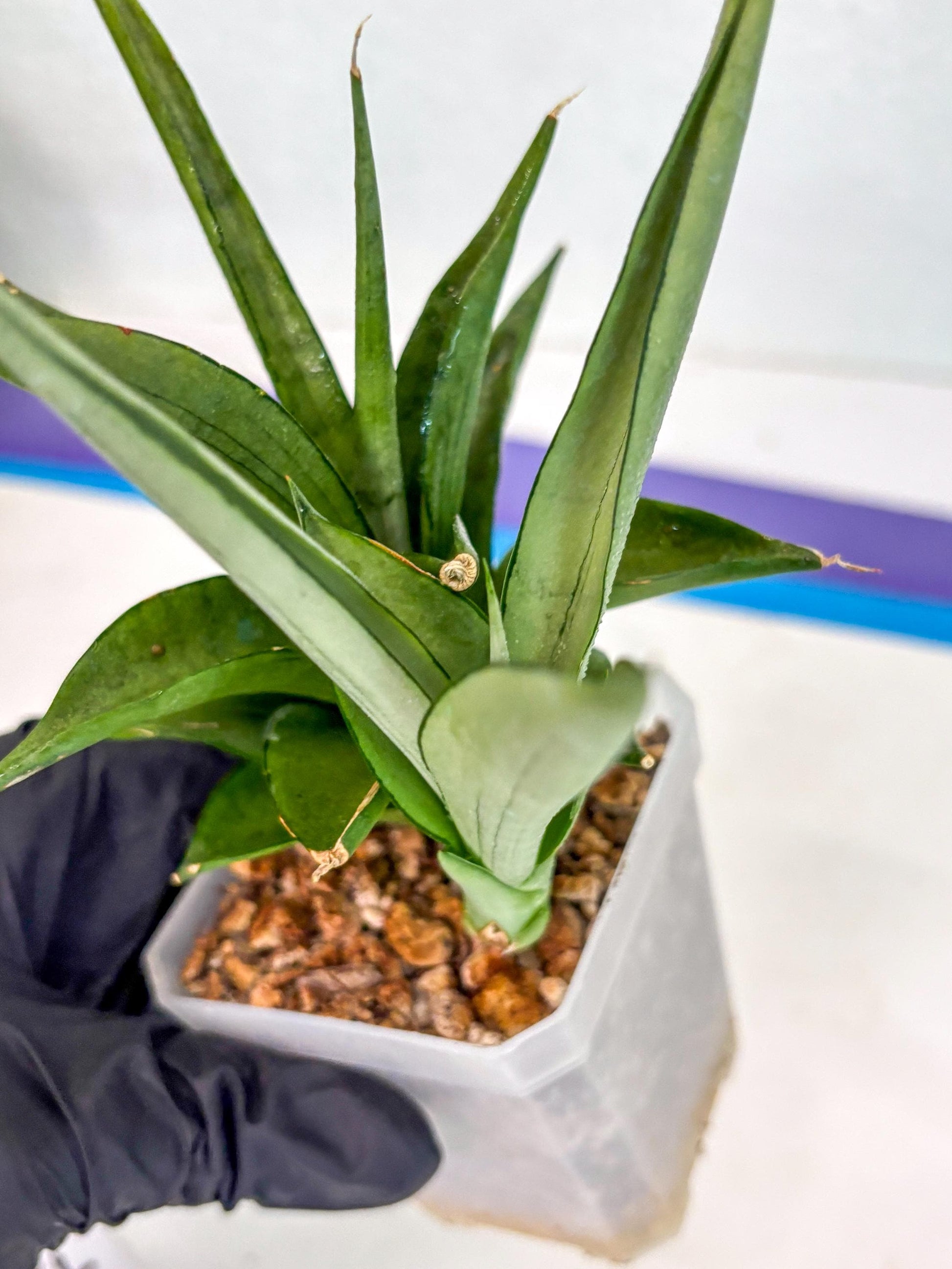 Sansevieria Manee Thewee (ca2) (4) | Rare Snake Plant
