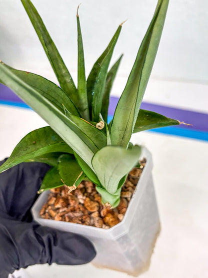Sansevieria Manee Thewee (ca2) (4) | Rare Snake Plant