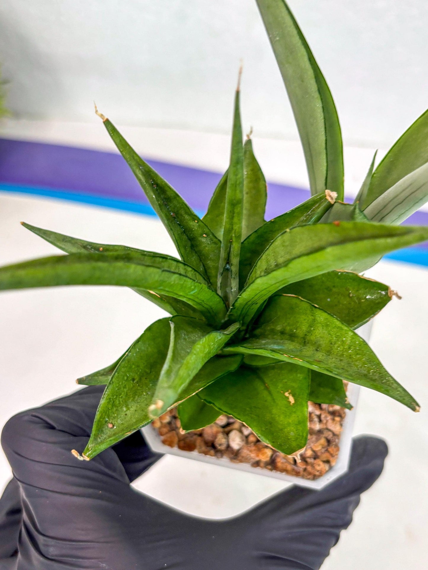 Sansevieria Manee Thewee (ca2) (4) | Rare Snake Plant
