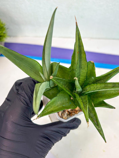Sansevieria Manee Thewee (ca2) (4) | Rare Snake Plant