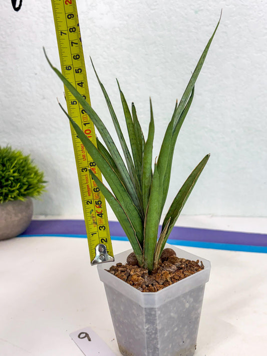 Sansevieria FuFu (ca2) (9) | Rare Snake Plant