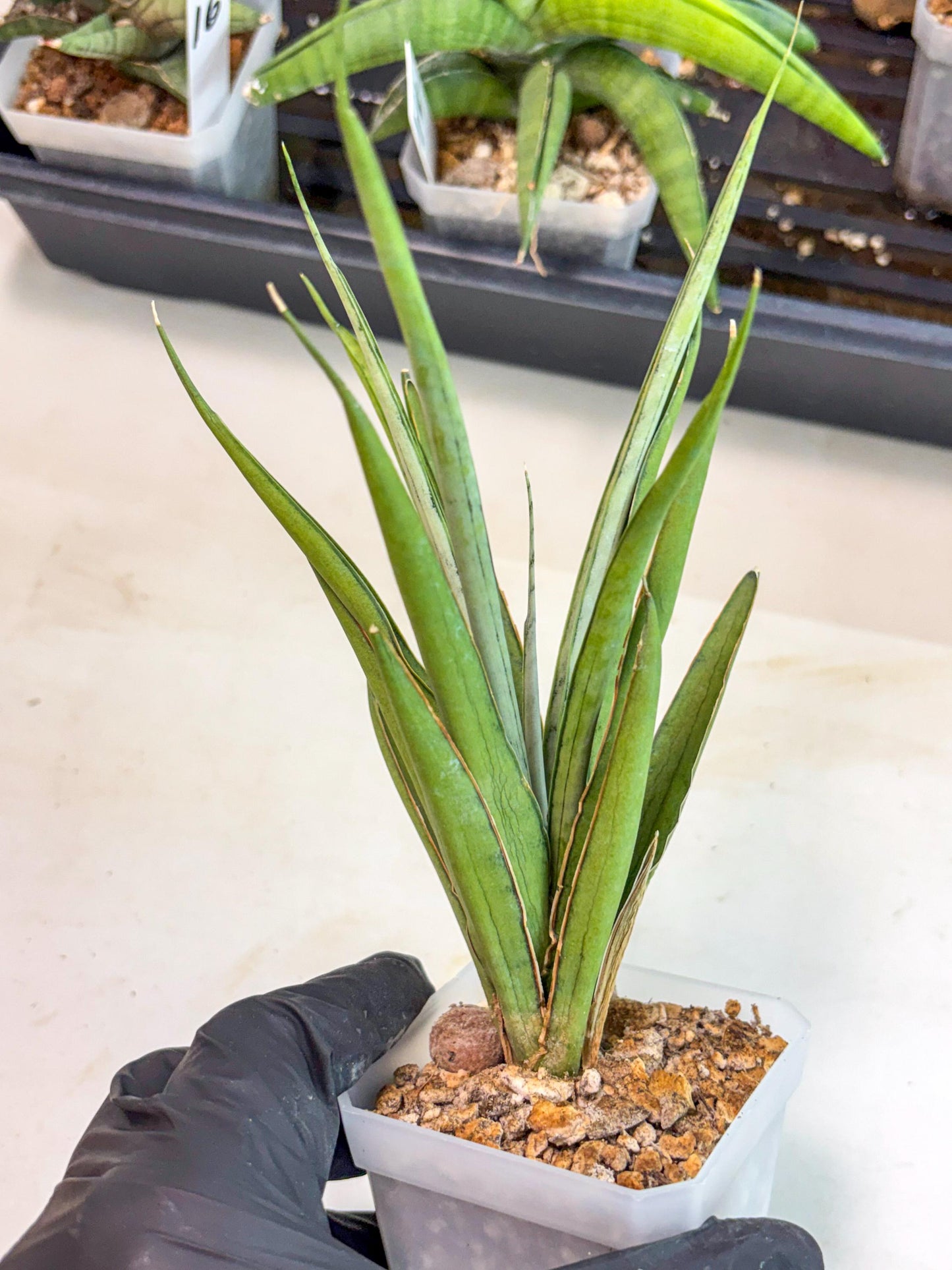 Sansevieria FuFu (ca2) (9) | Rare Snake Plant