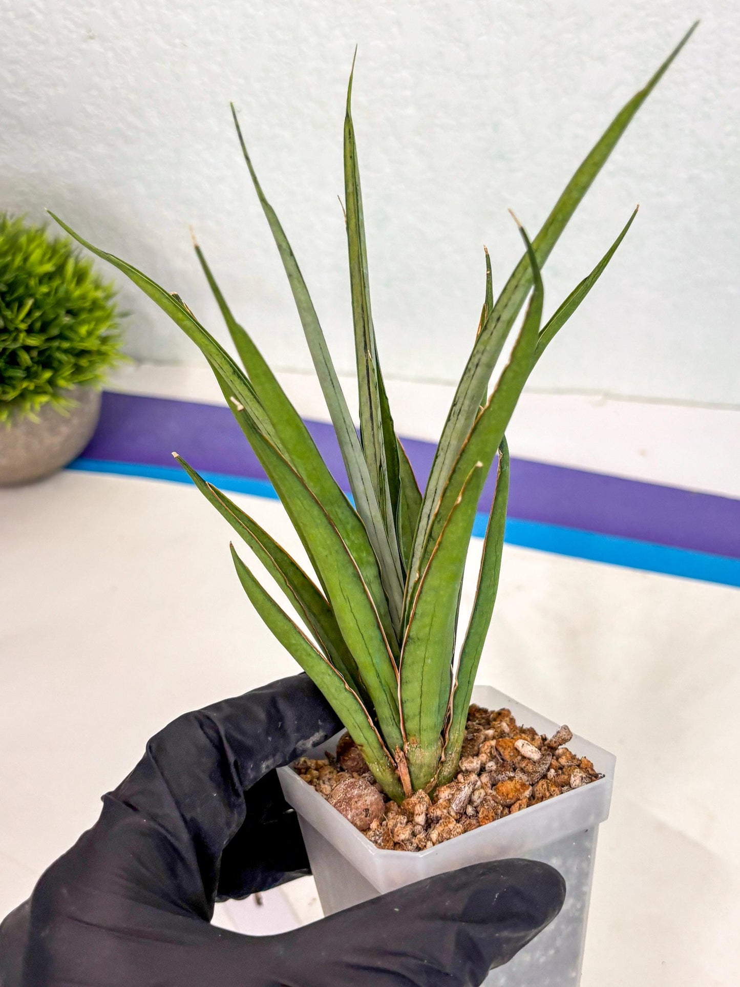 Sansevieria FuFu (ca2) (9) | Rare Snake Plant