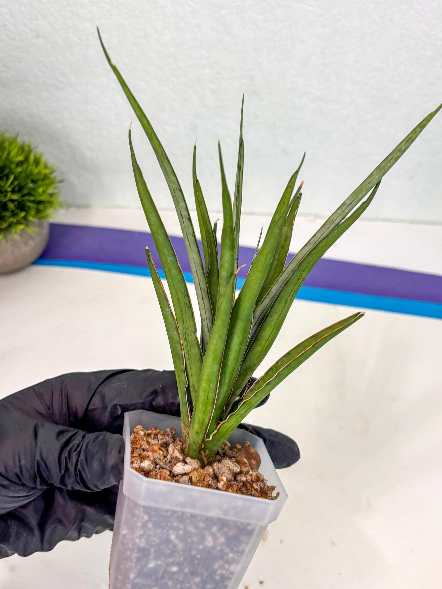 Sansevieria FuFu (ca2) (9) | Rare Snake Plant