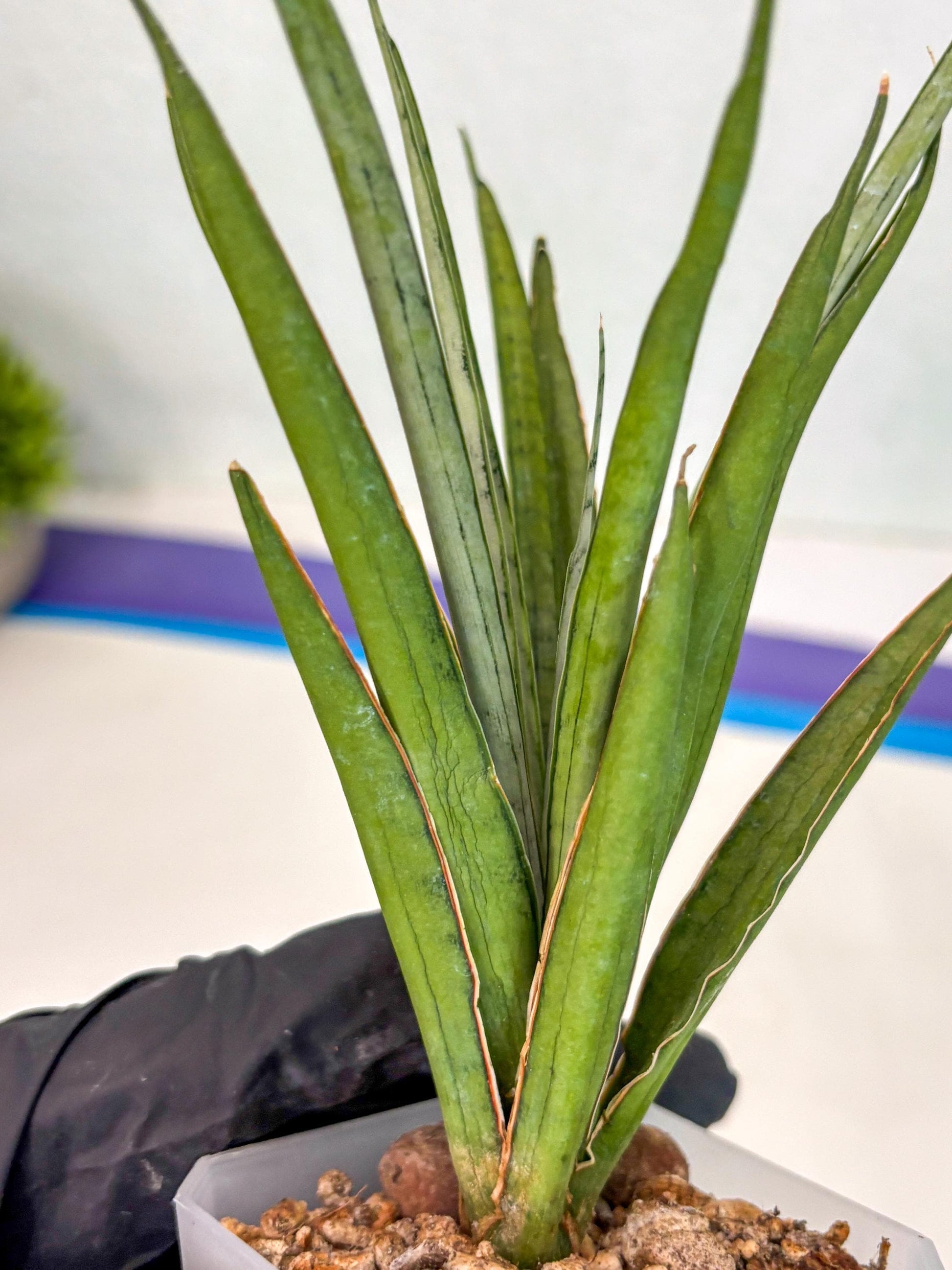 Sansevieria FuFu (ca2) (9) | Rare Snake Plant