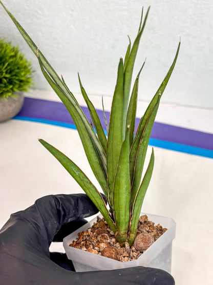 Sansevieria FuFu (ca2) (9) | Rare Snake Plant