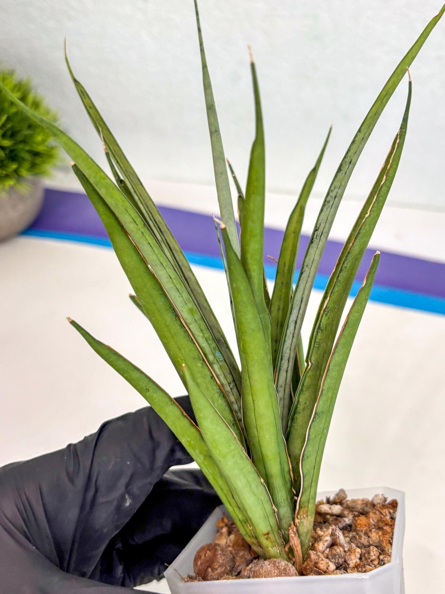 Sansevieria FuFu (ca2) (9) | Rare Snake Plant