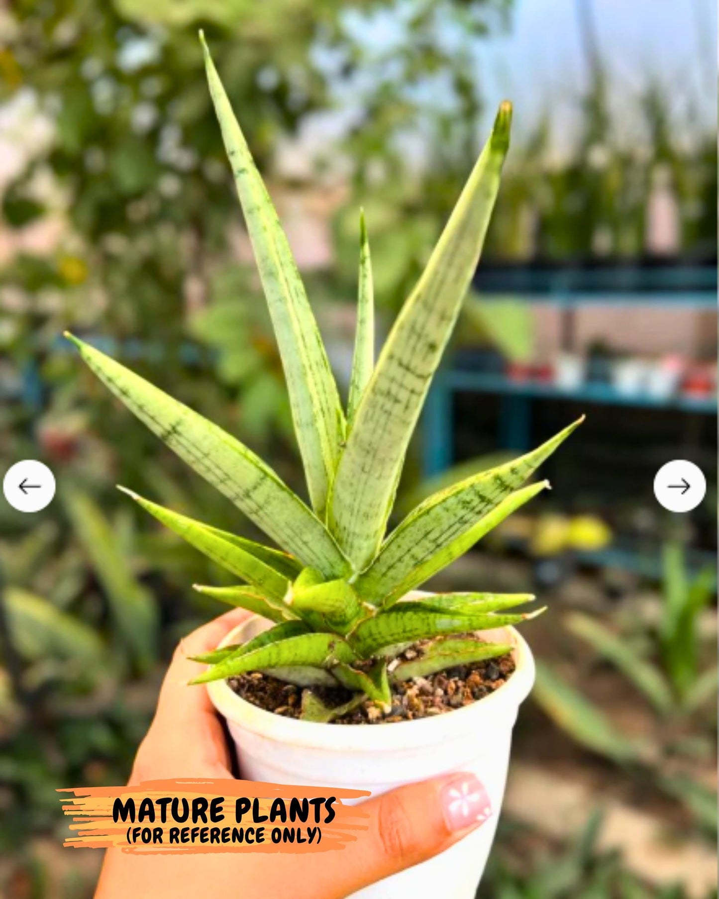 Sansevieria Kasih (ca2) (10) | Rare Snake Plant