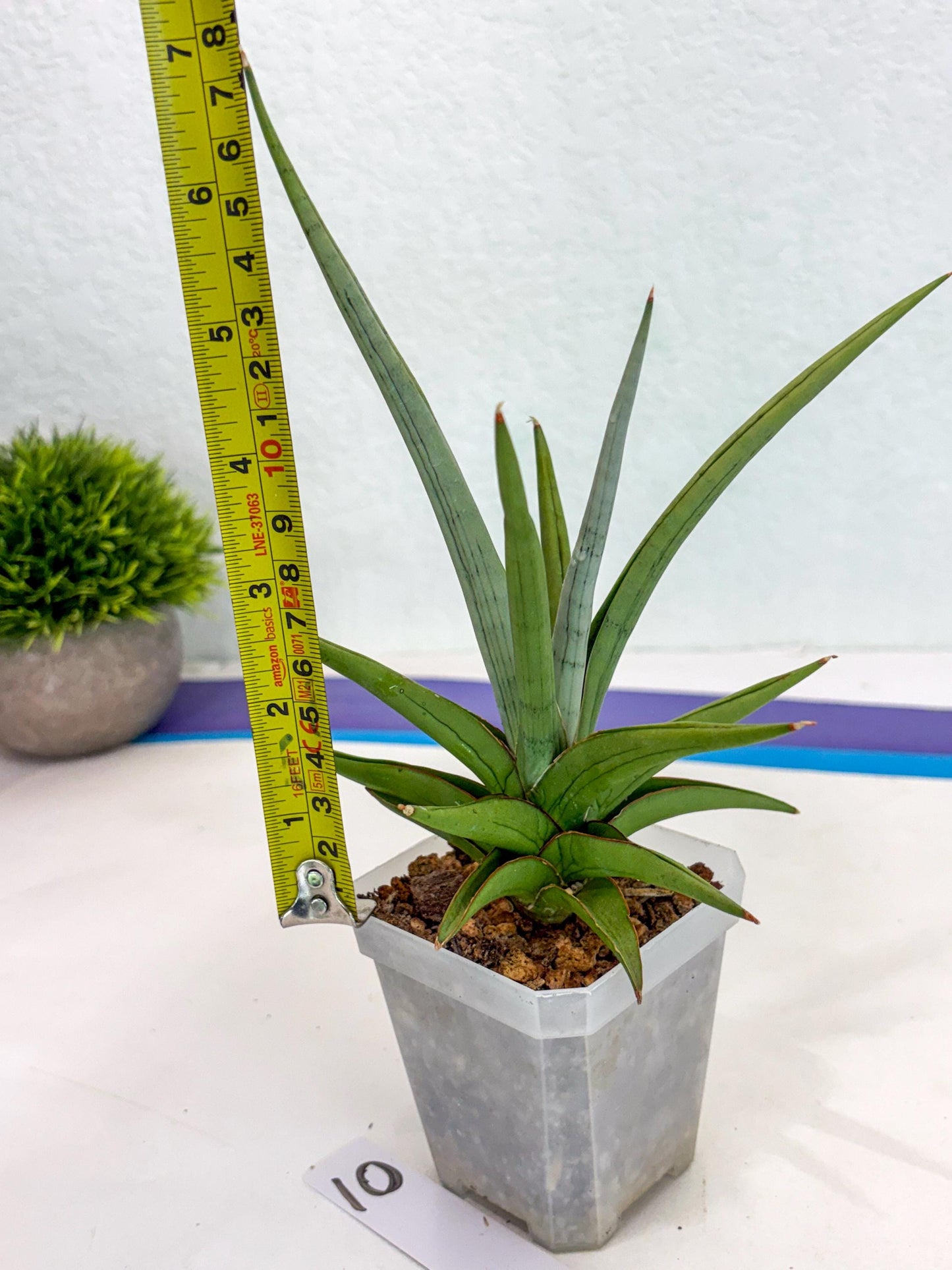 Sansevieria Kasih (ca2) (10) | Rare Snake Plant