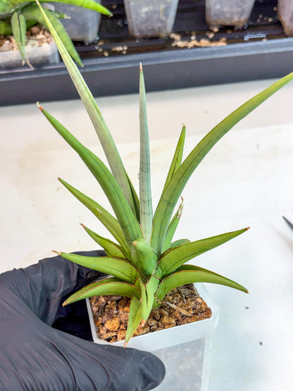 Sansevieria Kasih (ca2) (10) | Rare Snake Plant