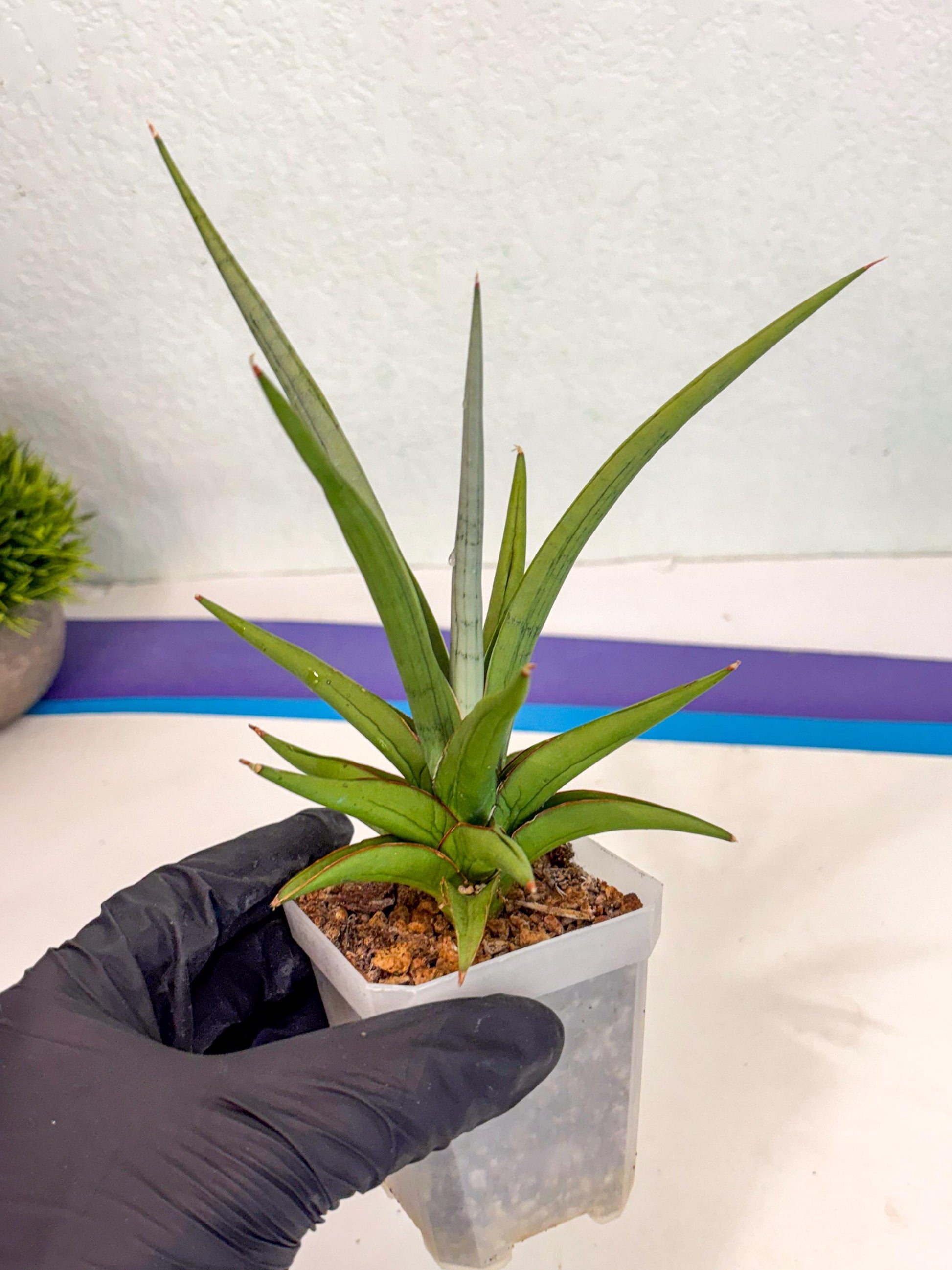 Sansevieria Kasih (ca2) (10) | Rare Snake Plant
