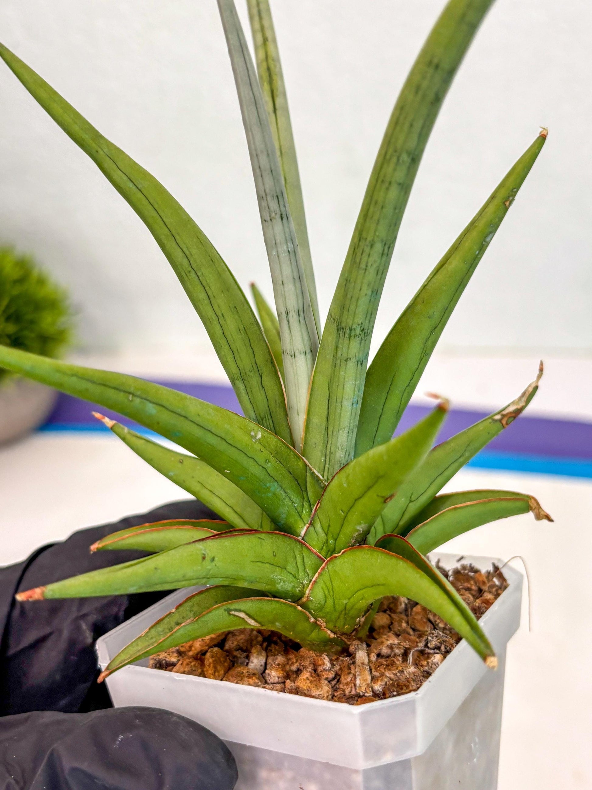 Sansevieria Kasih (ca2) (10) | Rare Snake Plant