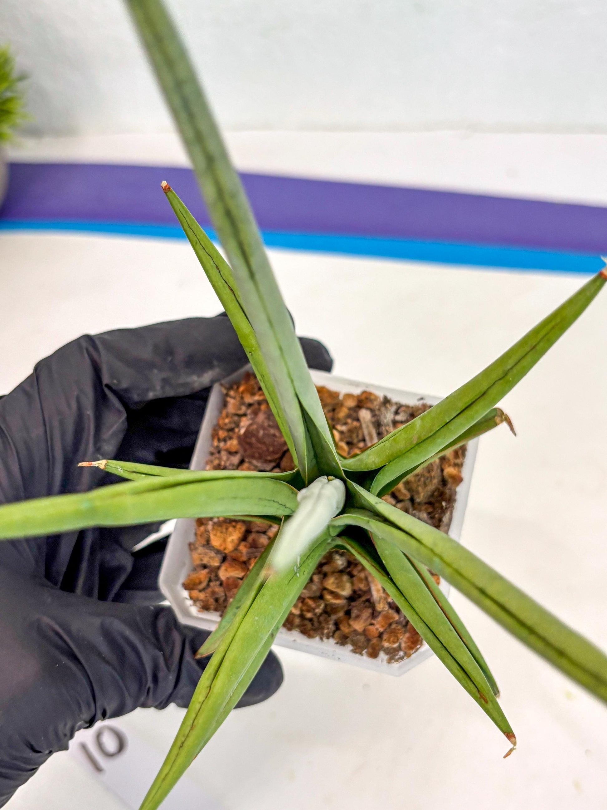 Sansevieria Kasih (ca2) (10) | Rare Snake Plant