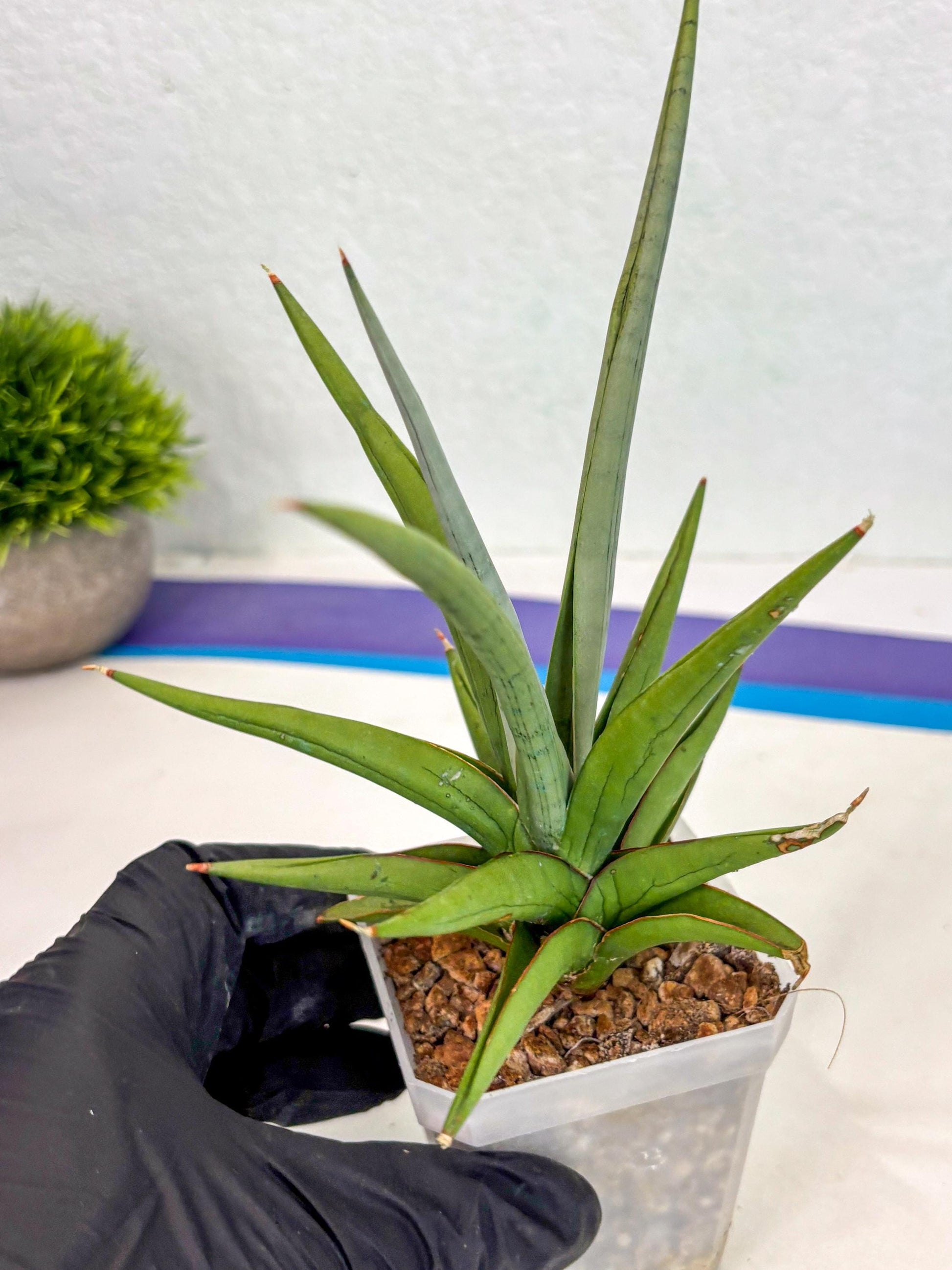 Sansevieria Kasih (ca2) (10) | Rare Snake Plant