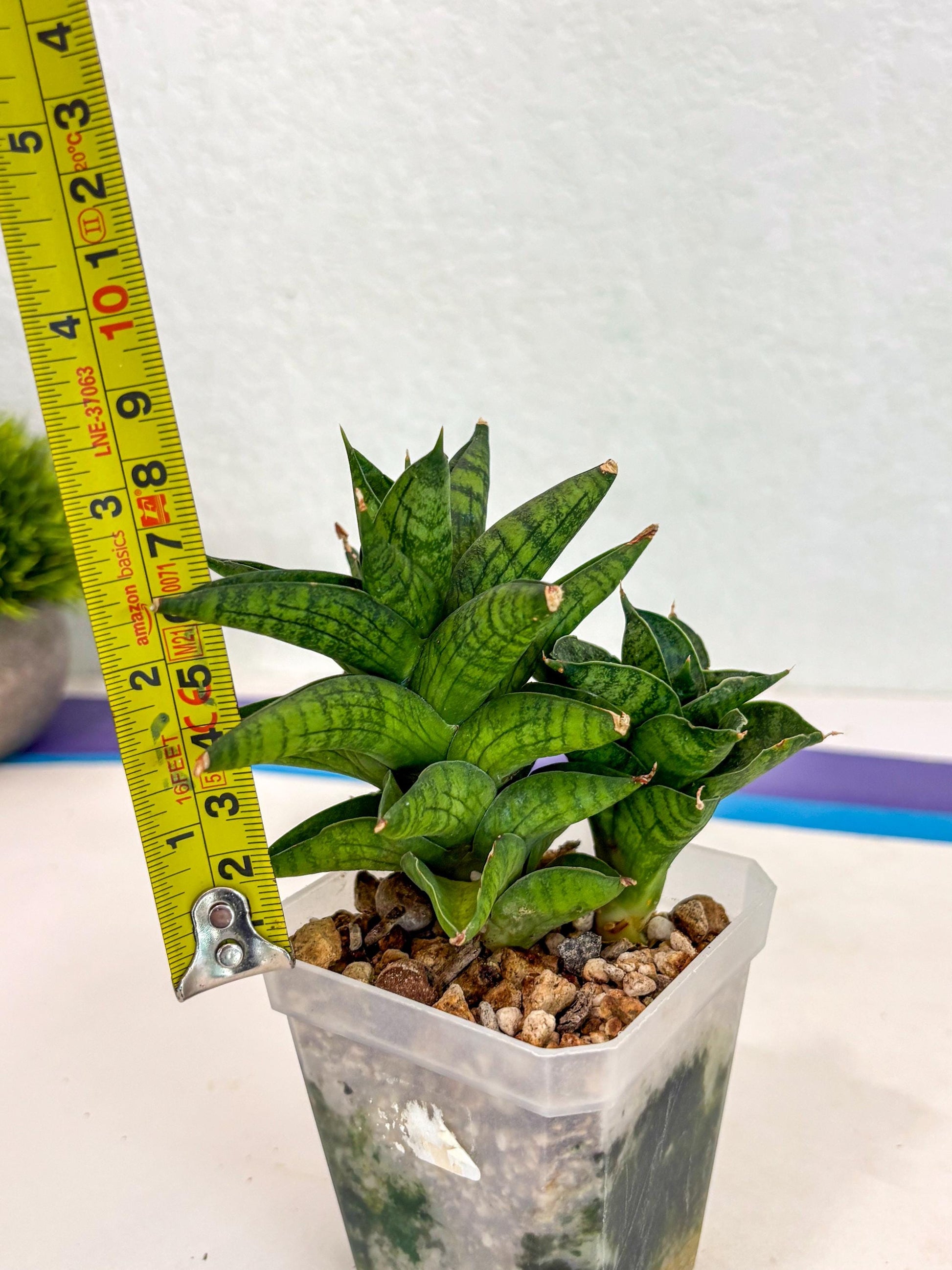 Sansevieria Enanansi (ca2) (11) | Imported House Plant
