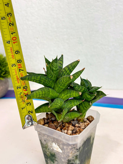 Sansevieria Enanansi (ca2) (11) | Imported House Plant