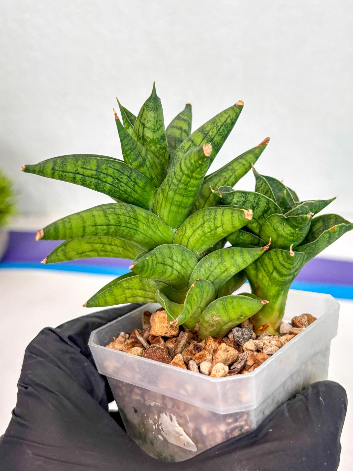 Sansevieria Enanansi (ca2) (11) | Imported House Plant