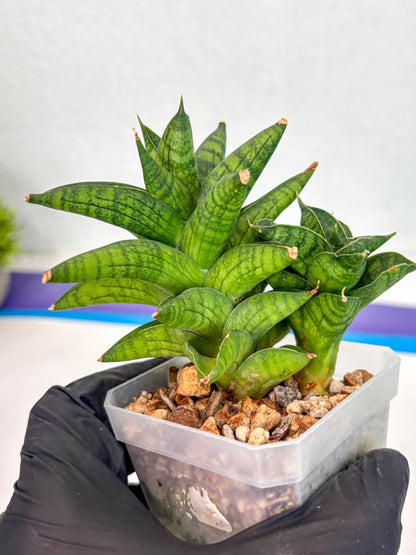 Sansevieria Enanansi (ca2) (11) | Imported House Plant
