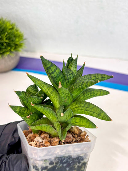 Sansevieria Enanansi (ca2) (11) | Imported House Plant