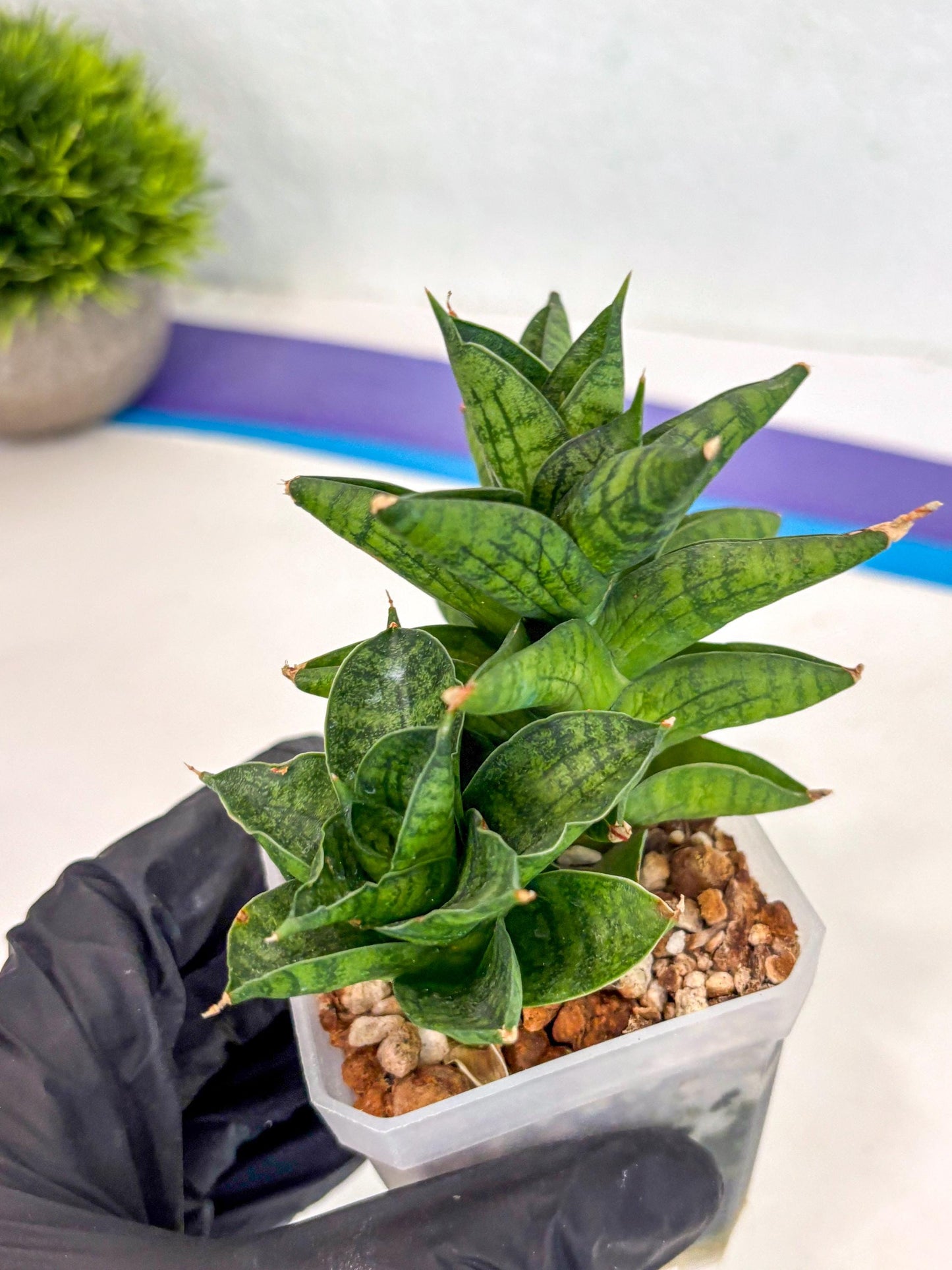 Sansevieria Enanansi (ca2) (11) | Imported House Plant