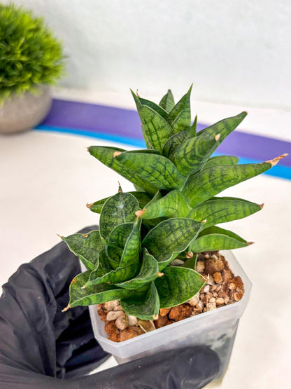 Sansevieria Enanansi (ca2) (11) | Imported House Plant