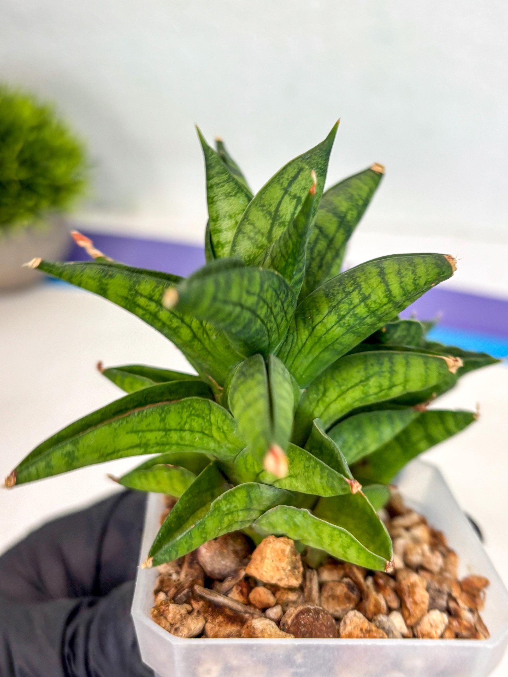 Sansevieria Enanansi (ca2) (11) | Imported House Plant