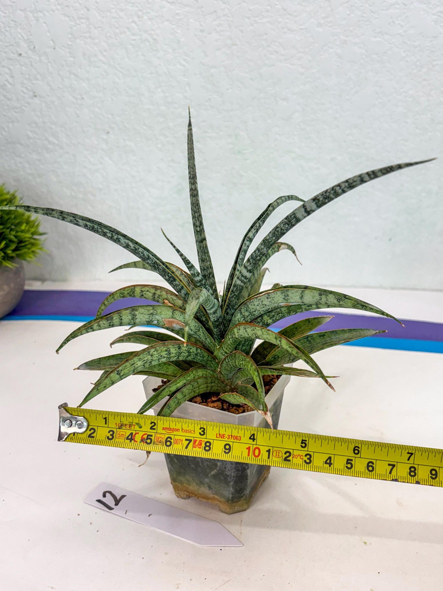 Sansevieria Be Bright (ca2) (12) | Imported House Plant