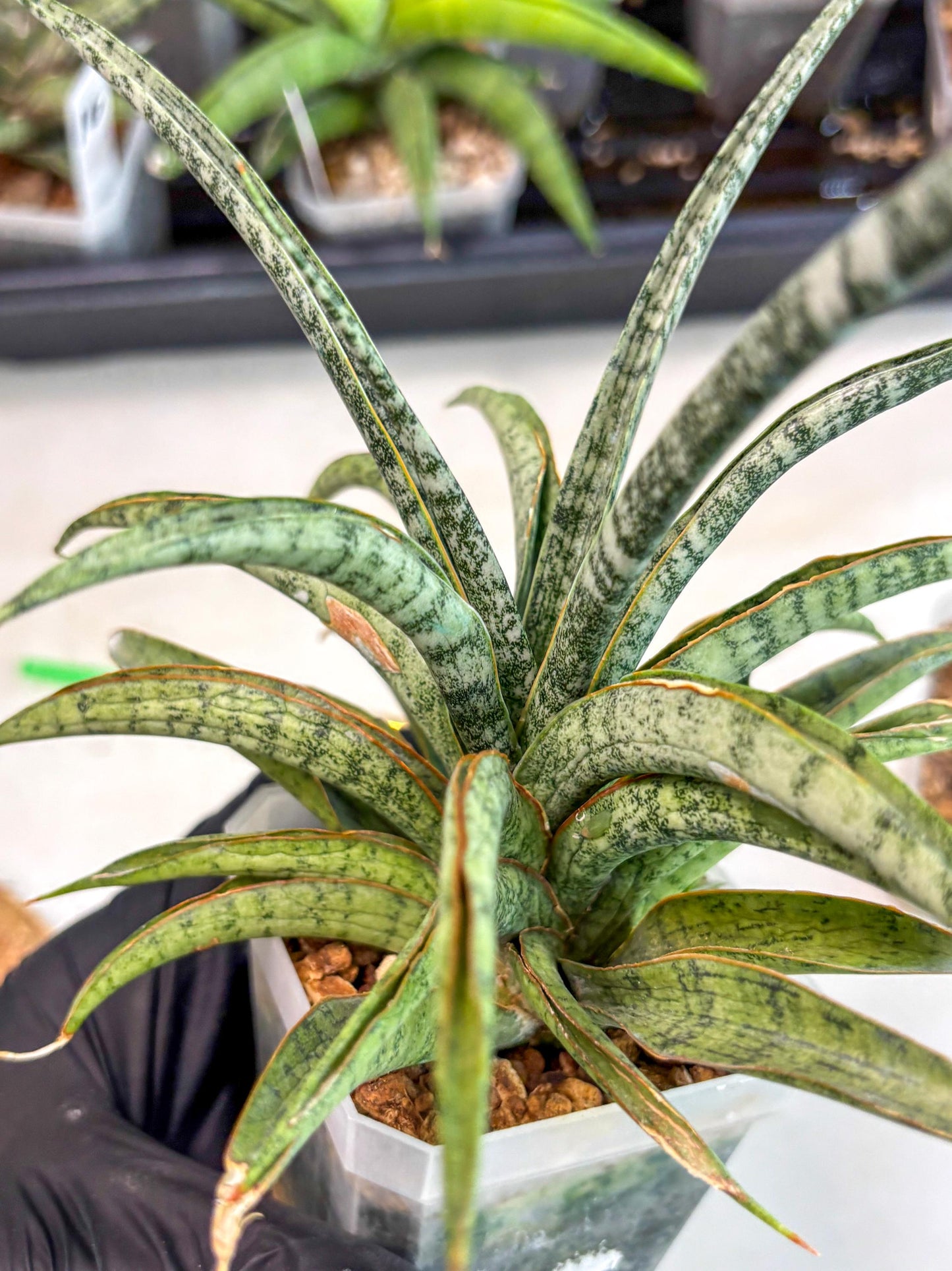 Sansevieria Be Bright (ca2) (12) | Imported House Plant