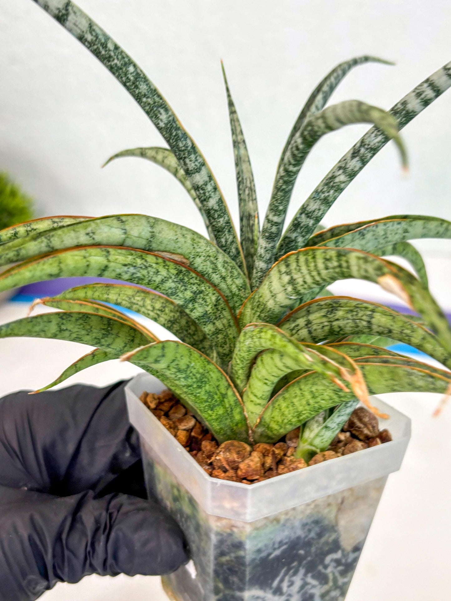 Sansevieria Be Bright (ca2) (12) | Imported House Plant