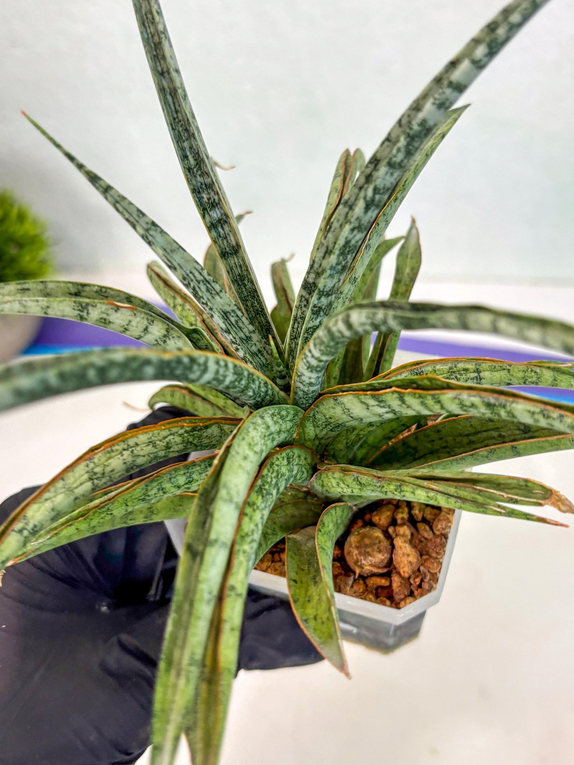 Sansevieria Be Bright (ca2) (12) | Imported House Plant
